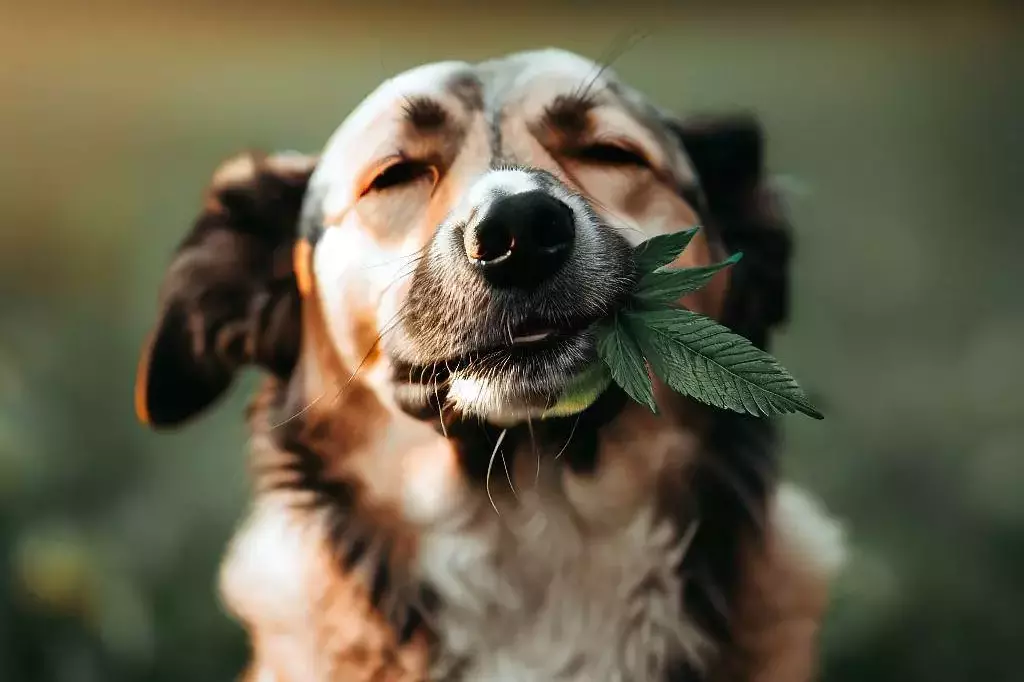 CBD pour animaux : chiens et chats