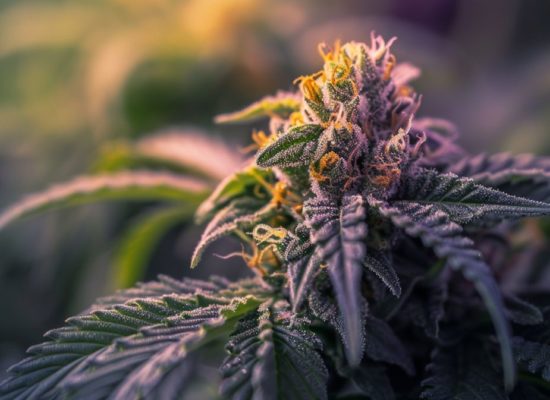Fleur de cannabis Super SIlver Haze